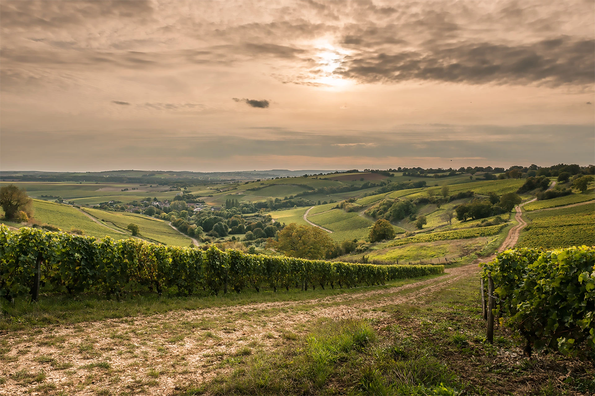 Vignoble du Domaine Sautereau — lieu événementiel Cher