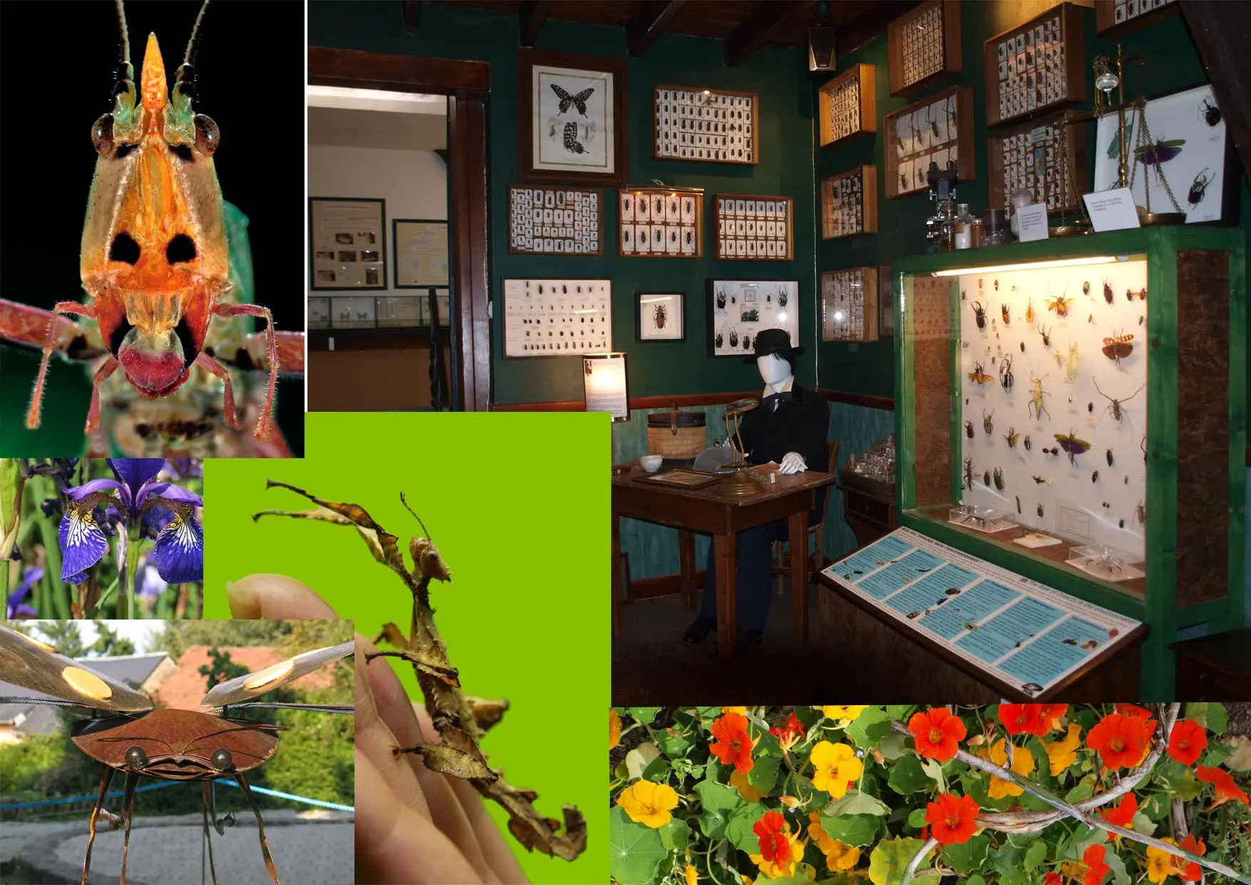 La Cité des Insectes — venue Creuse