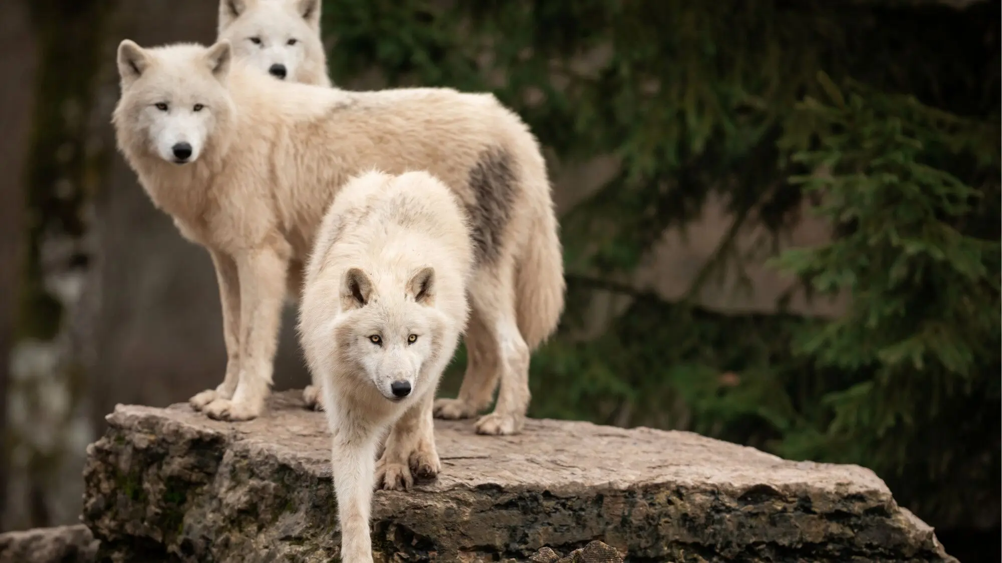 Parc Animalier des Monts de Guéret — salle événementielle