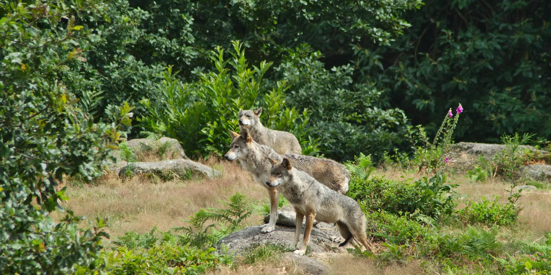 Parc Animalier des Monts de Guéret — lieu événementiel Creuse
