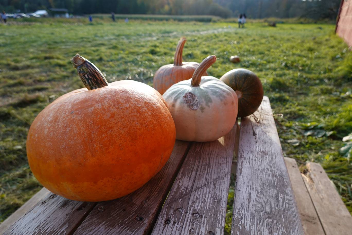 Comment intégrer différentes traditions d’Halloween de différents pays dans les célébrations de l’entreprise ?