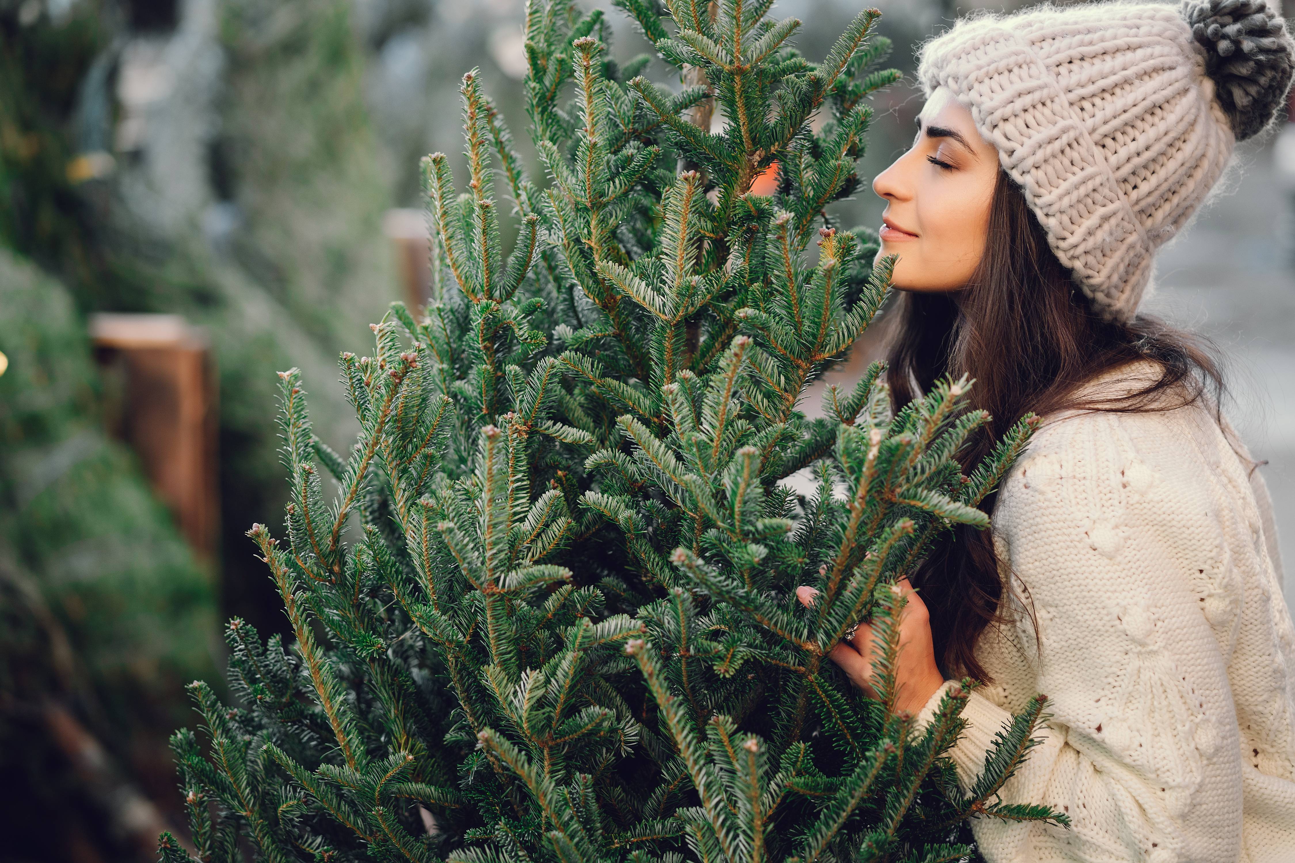 Coordination de Arbre de Noël Rennes à Rennes