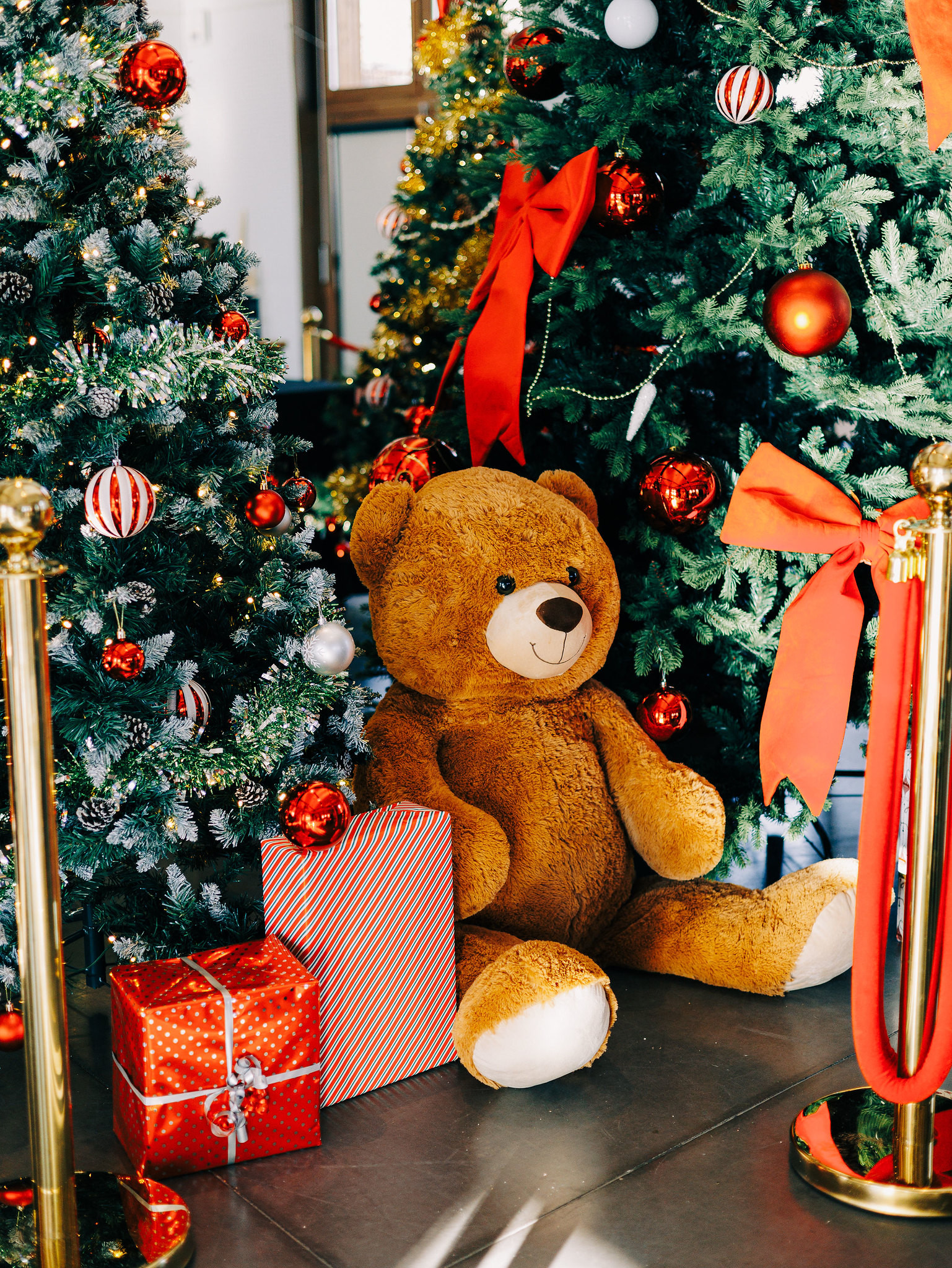 Gestion de Arbre de Noël Angers à Angers 