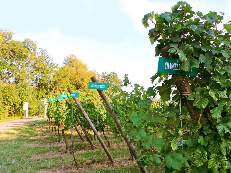 animation rallye touristique visite vignoble