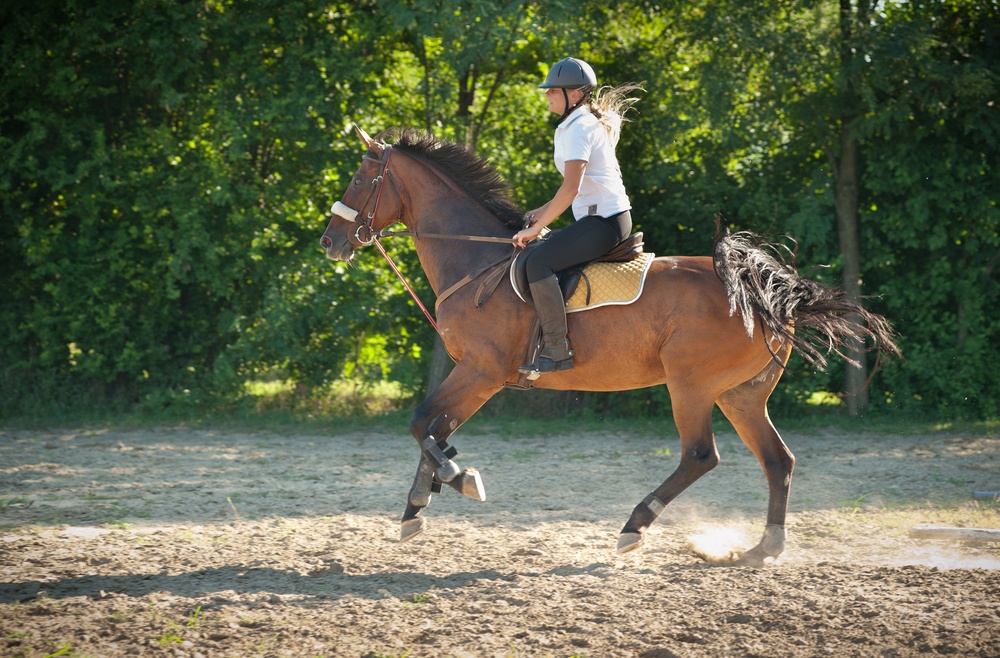 animez seminaire equestre incentive le mans 72