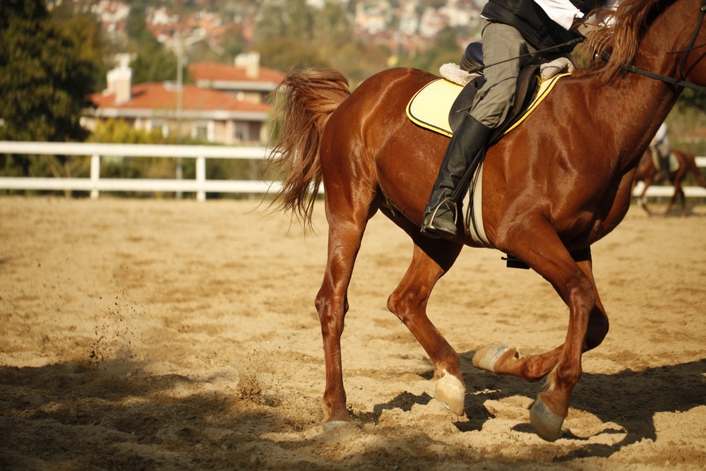 animation seminaire incentive chevaux la sarthe 72