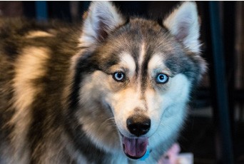 animations chien de traineaux