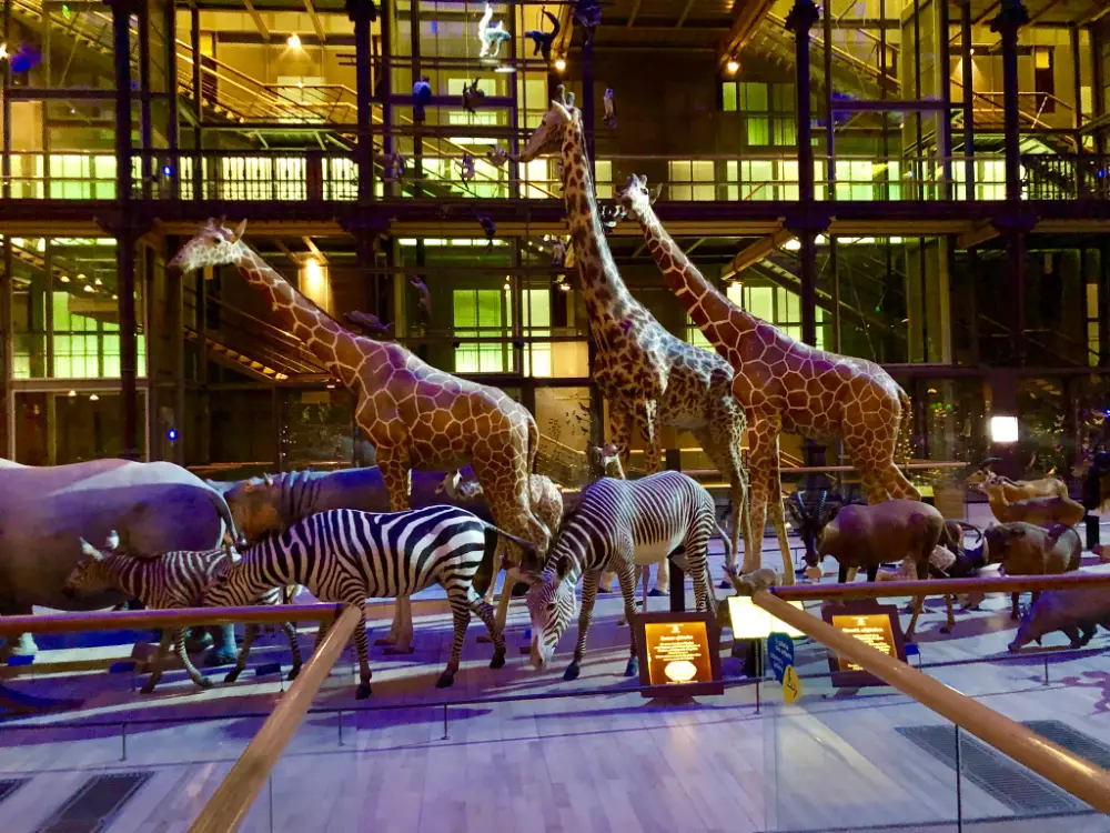 Alignement de girafes, zèbres et autres animaux naturalisés dans une galerie du Muséum national d’Histoire naturelle